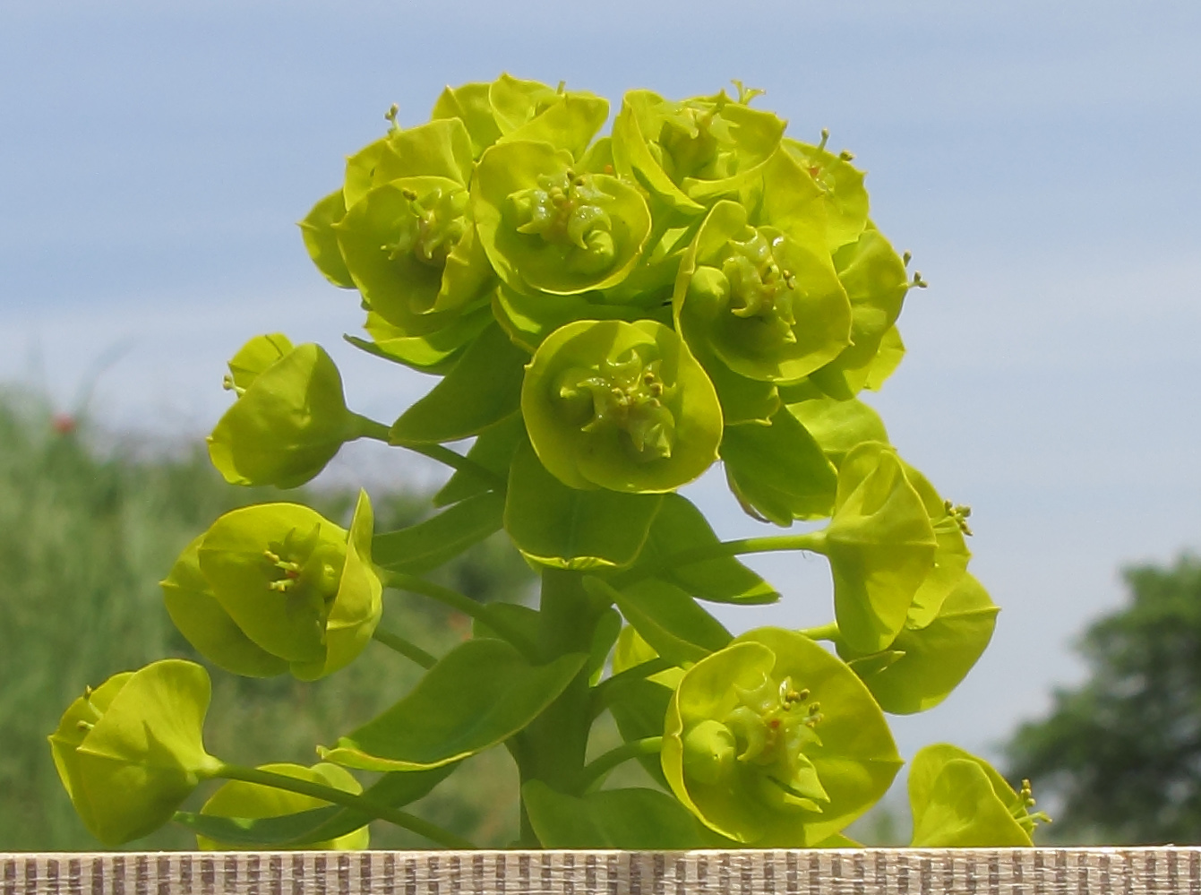 Изображение особи Euphorbia iberica.