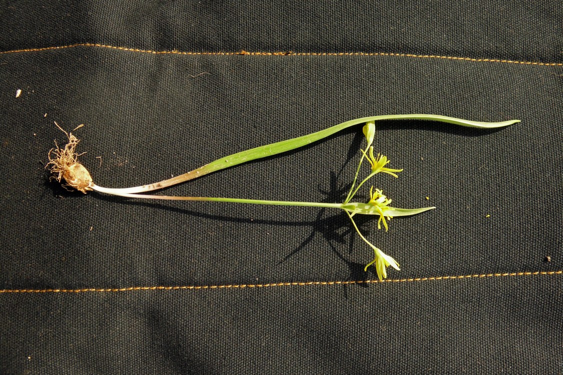 Image of Gagea lutea specimen.