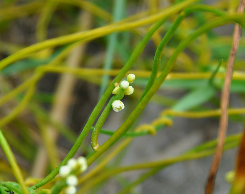 Изображение особи Cassytha filiformis.