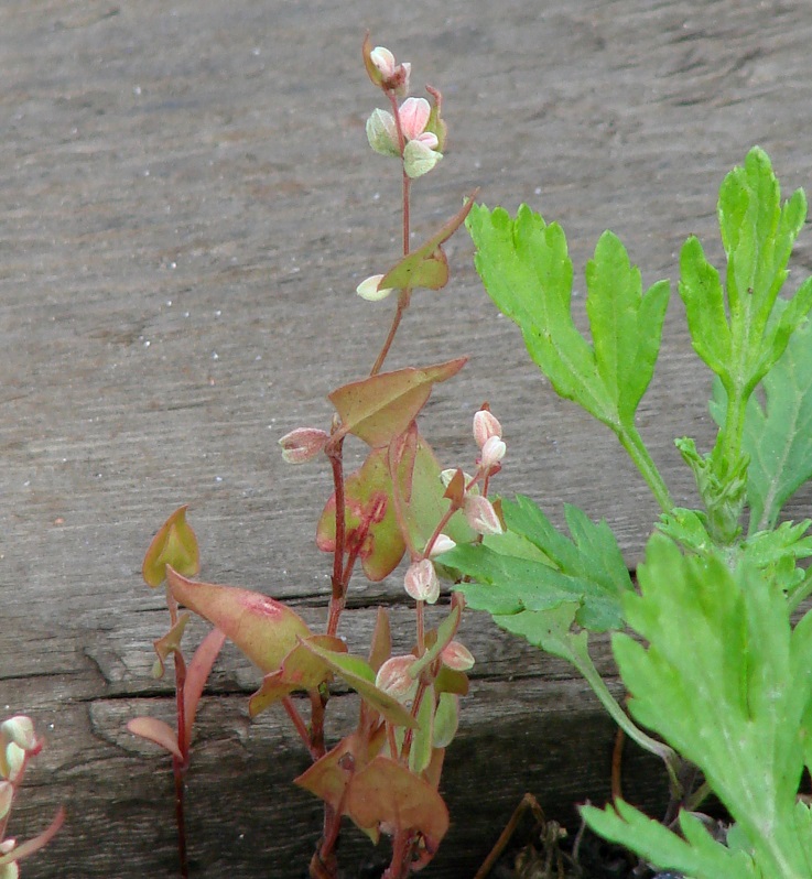 Image of Fallopia convolvulus specimen.