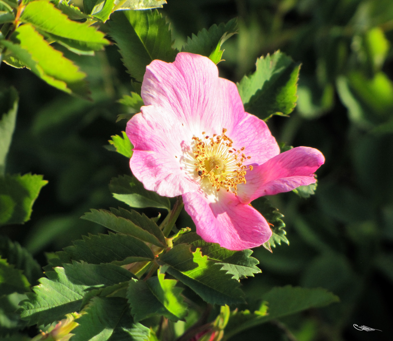 Image of Rosa laxa specimen.