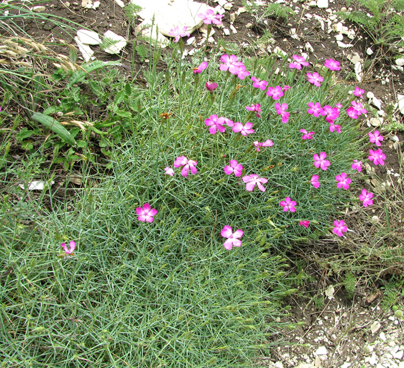 Image of Dianthus acantholimonoides specimen.