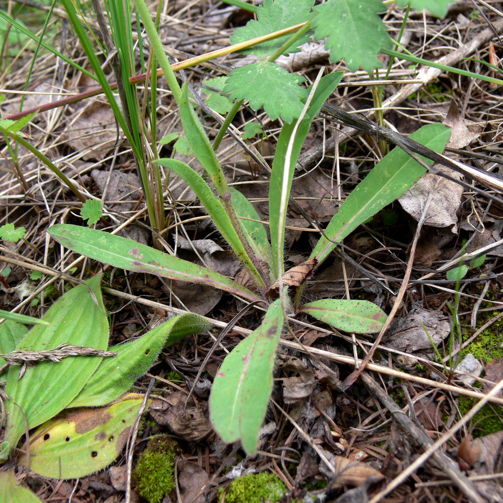 Image of Pilosella onegensis specimen.