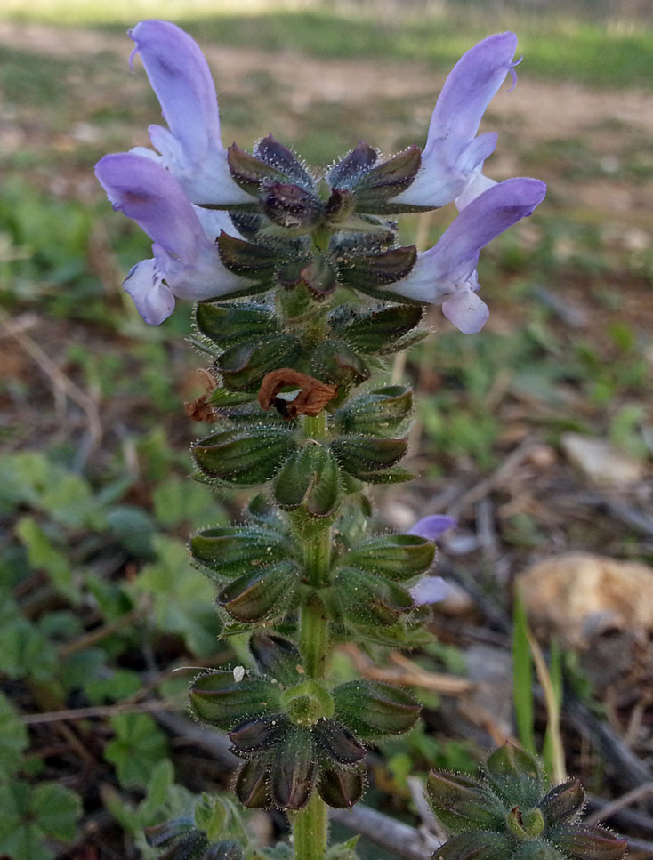 Изображение особи Salvia verbenaca.