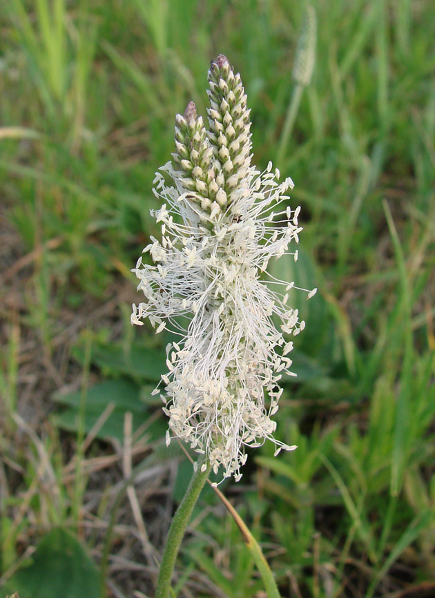 Image of Plantago media specimen.