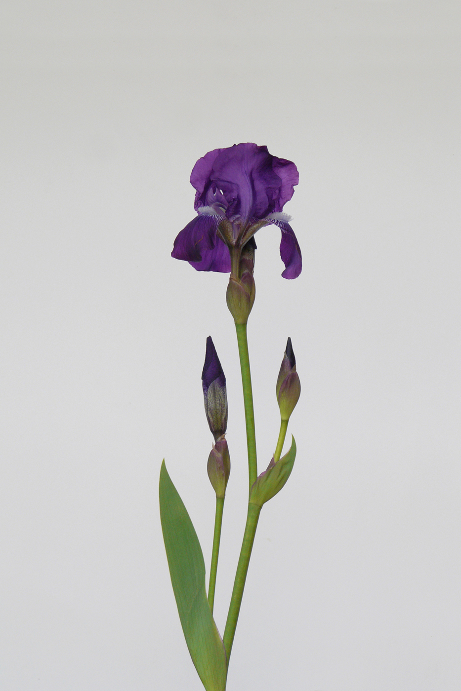 Image of genus Iris specimen.