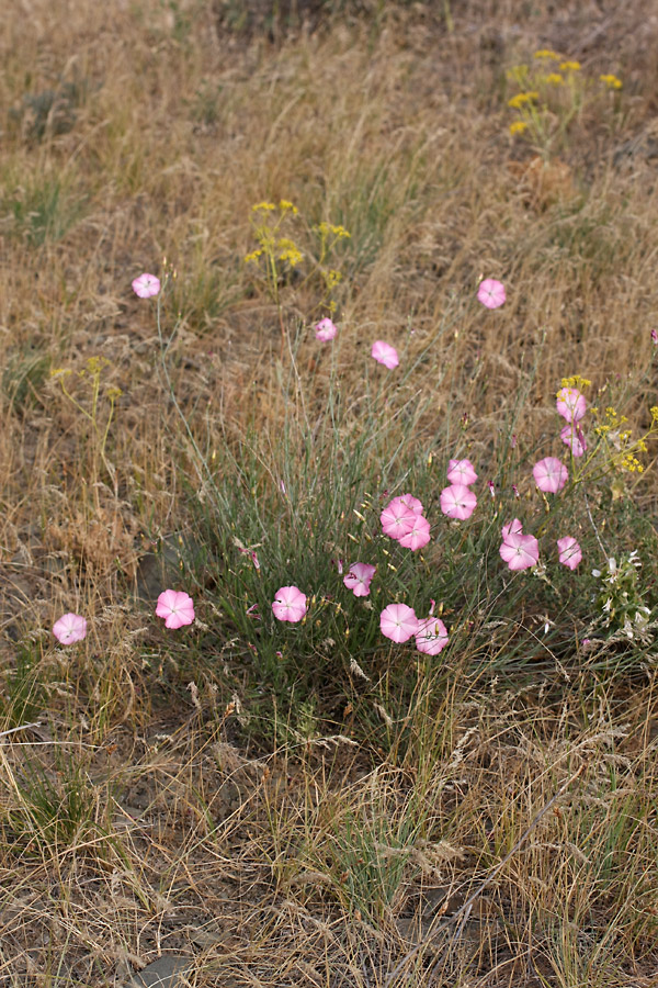 Изображение особи Convolvulus pseudocantabrica.