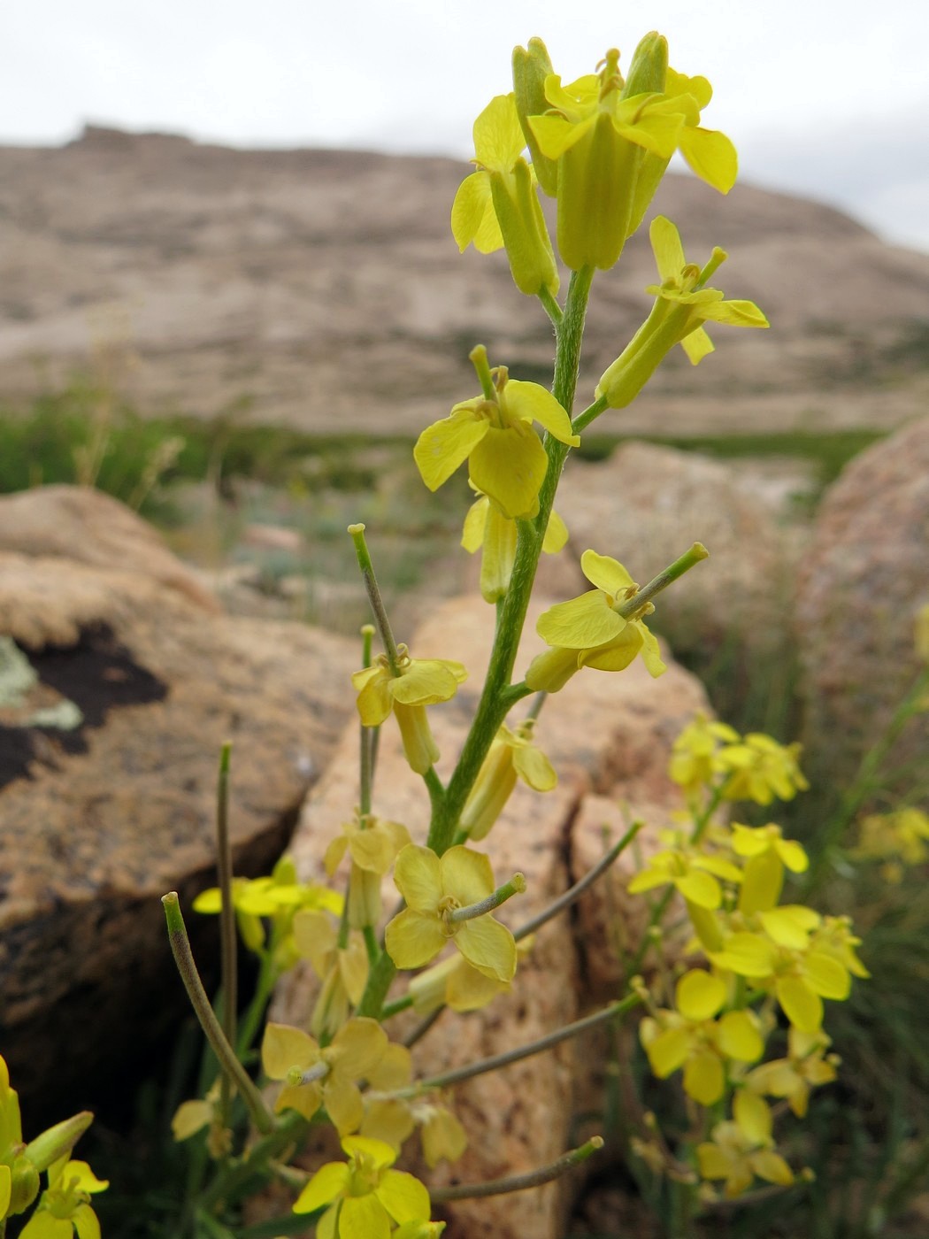 Image of Erysimum kazachstanicum specimen.