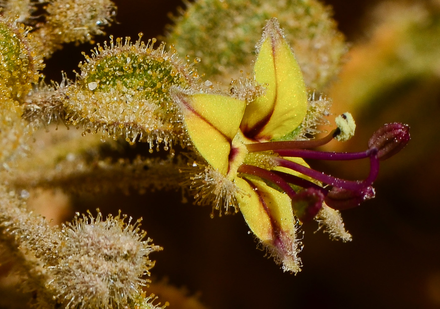 Image of Cleome droserifolia specimen.