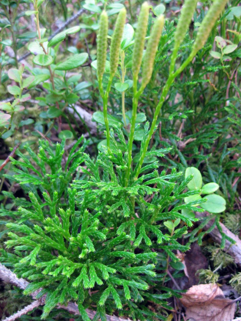 Image of Diphasiastrum complanatum specimen.