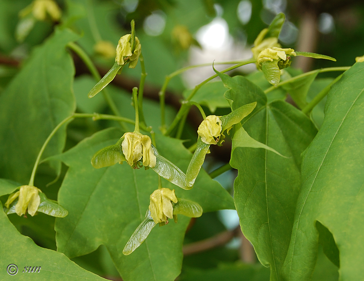 Image of Acer platanoides specimen.