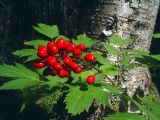 Actaea erythrocarpa. Плодоносящее растение. Свердловская обл., окр. г. Североуральск, смешанный лес. 03.08.2007.