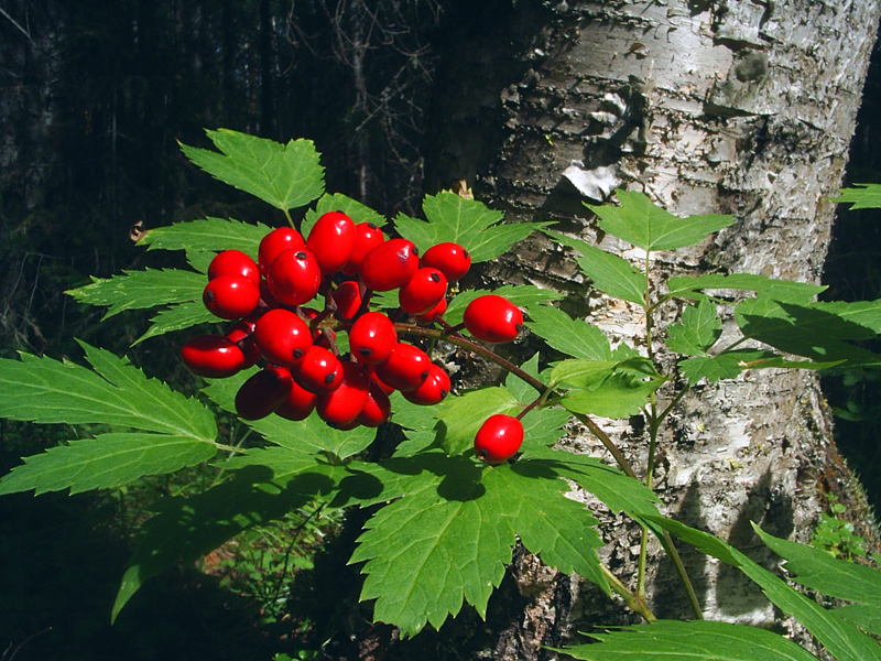 Image of Actaea erythrocarpa specimen.