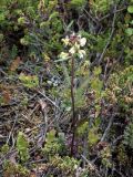 Pedicularis lapponica