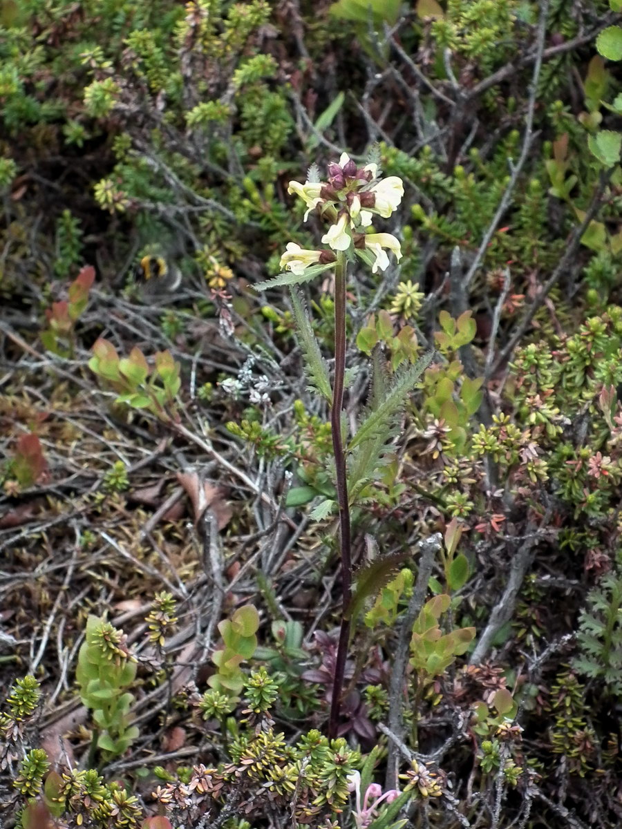 Image of Pedicularis lapponica specimen.