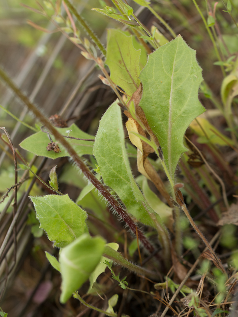 Image of Lagoseris sancta specimen.