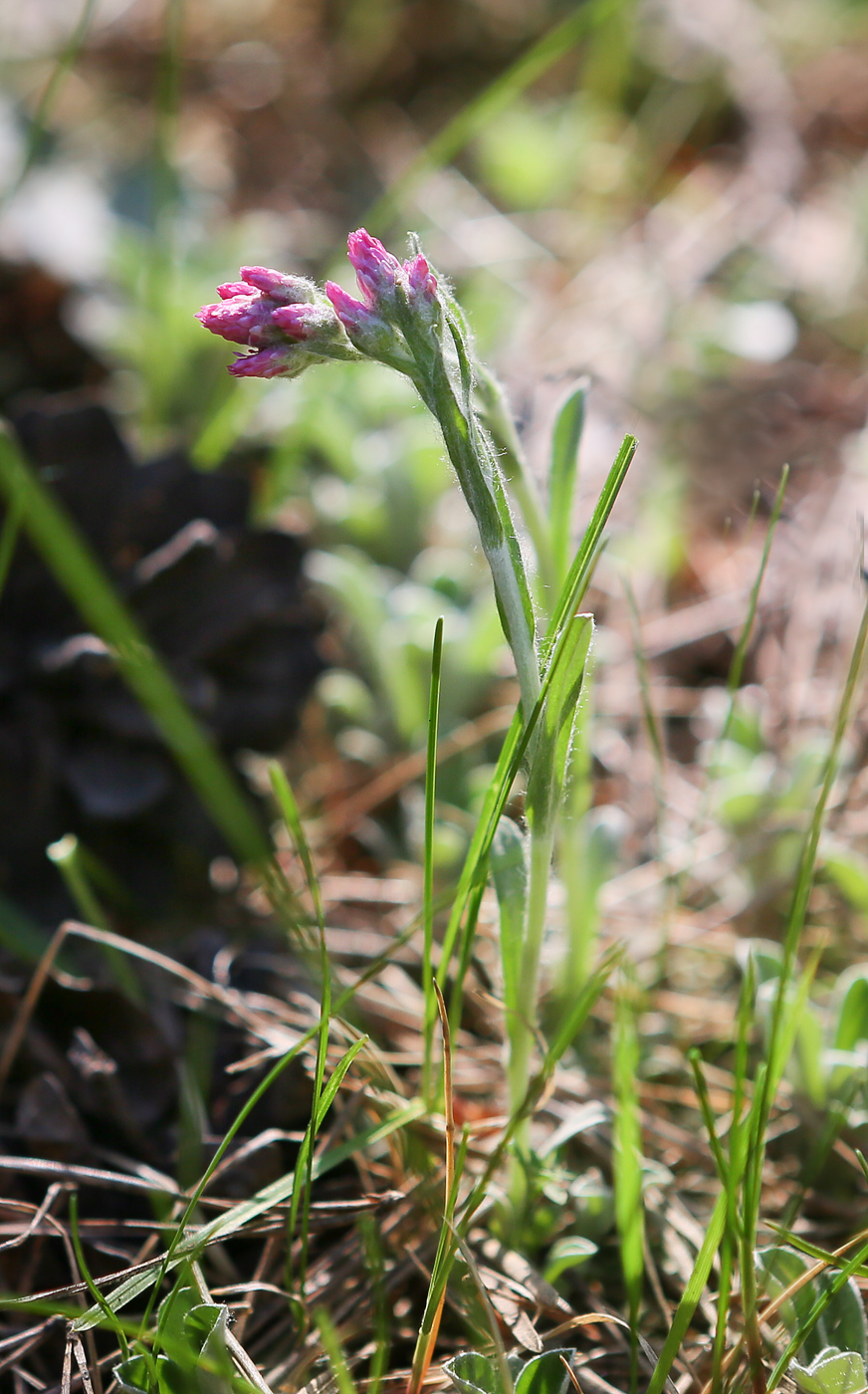 Image of Antennaria dioica specimen.