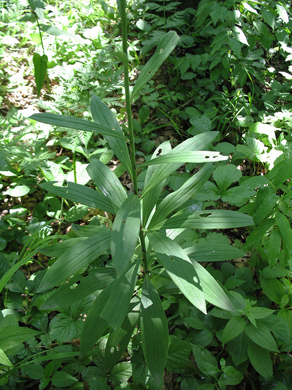 Image of Lilium pilosiusculum specimen.