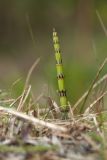 Equisetum palustre