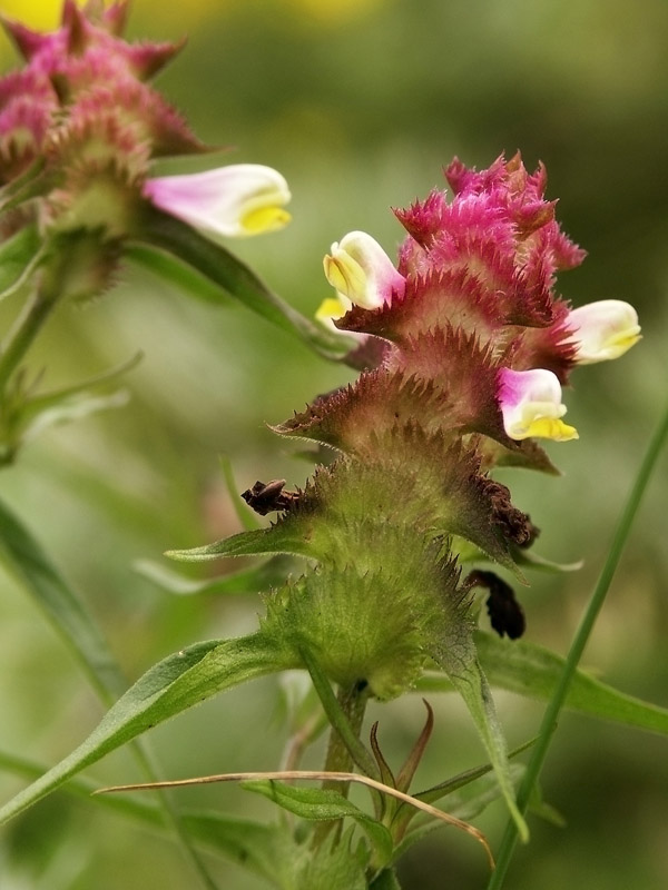 Image of Melampyrum cristatum specimen.