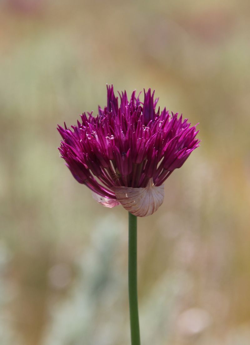 Image of Allium jodanthum specimen.