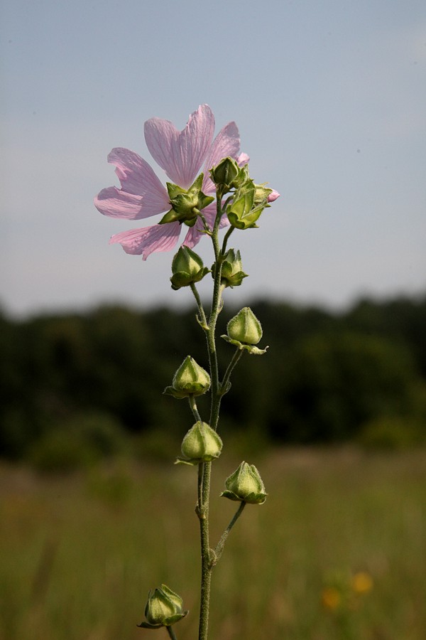 Image of Malva thuringiaca specimen.