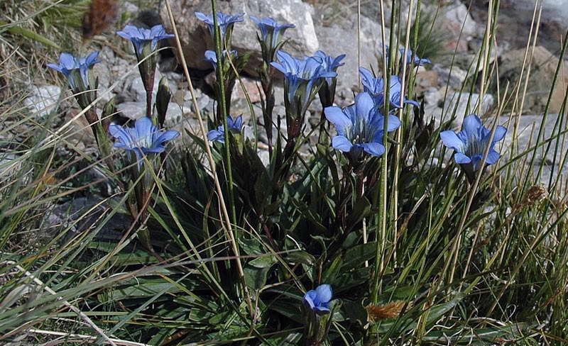 Изображение особи Gentiana kaufmanniana.