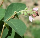 Symphoricarpos albus variety laevigatus. Верхушка побега с соцветием и листьями. Узбекистан, г. Ташкент, пос. Улугбек. 05.06.2016.