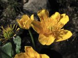 Caltha palustris subspecies laeta. Цветки и завязавшийся плод. Украина, Закарпатская обл., Раховский р-н, хр. Черногора, берег ручья, 1800 м н.у.м. 16 июля 2007 г.