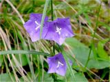 Campanula persicifolia. Верхушка цветущего растения. Украина, Ивано-Франковская обл., Болеховский горсовет, Поляницкий региональный ландшафтный парк, ур.\"Скалы Довбуша\", опушка елово-букового леса. 14.09.2016.