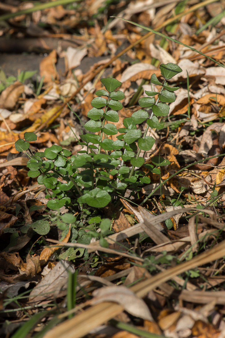 Image of Cardamine dentata specimen.