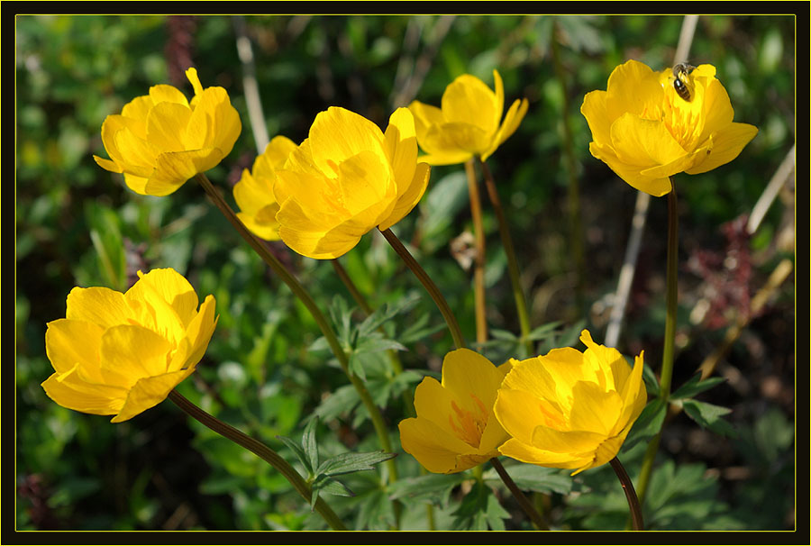 Image of Trollius sibiricus specimen.