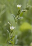 Cerastium holosteoides