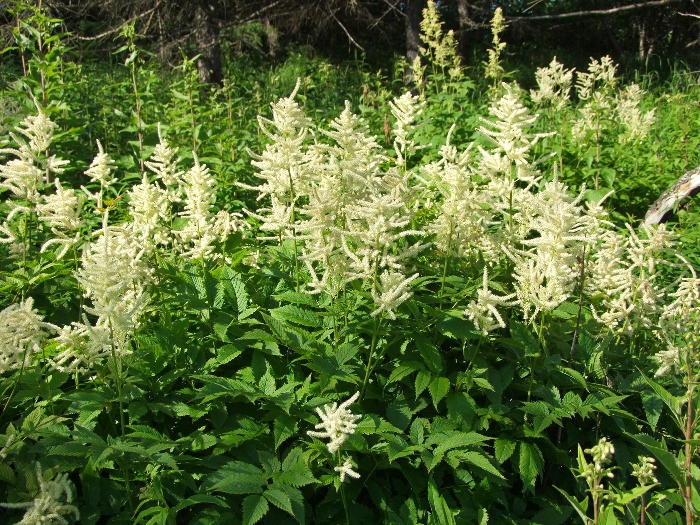 Image of Aruncus dioicus specimen.