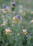 Смотреть изображение Medicago × varia