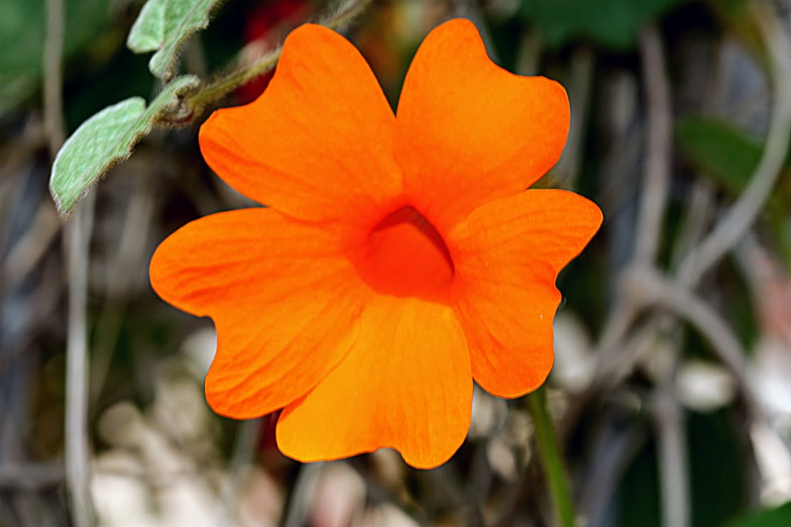 Изображение особи Thunbergia gregorii.