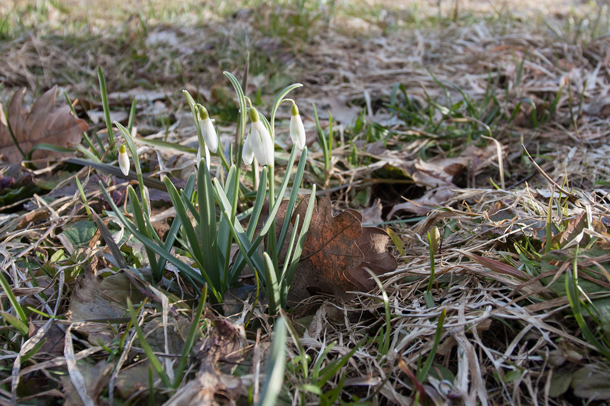 Image of Galanthus nivalis specimen.