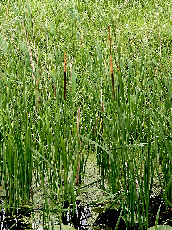 Image of Typha latifolia specimen.