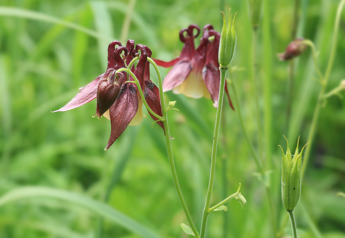 Image of Aquilegia oxysepala specimen.