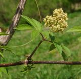 Sambucus sibirica. Часть ветки с соцветием. Восточный Казахстан, Глубоковский р-н, окр. с. Тарханка, склон сопки, зарастающий кустарниками. 10.05.2017.