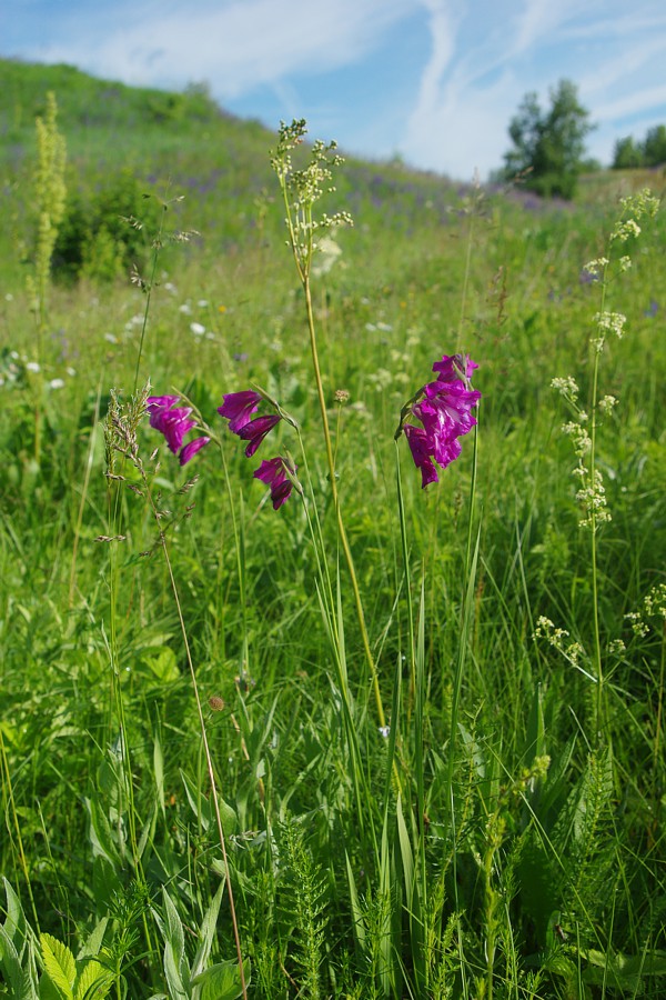 Image of Gladiolus imbricatus specimen.