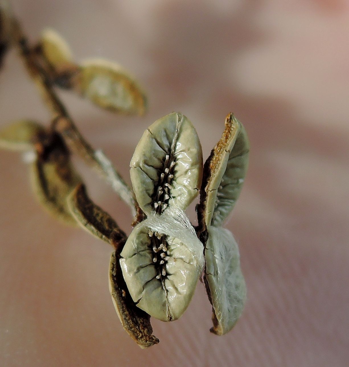 Изображение особи Populus &times; sibirica.