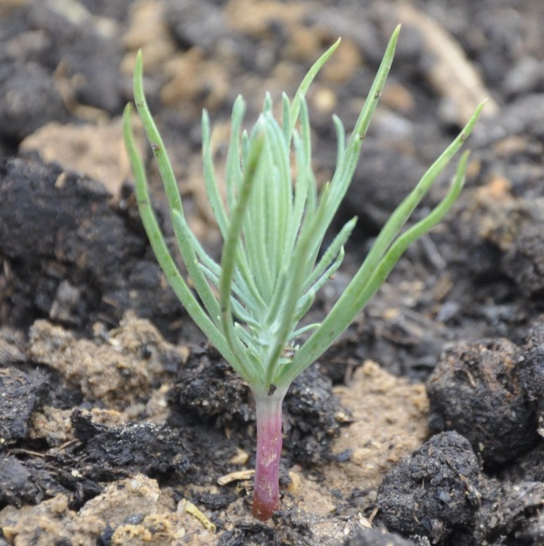 Image of Pinus canariensis specimen.