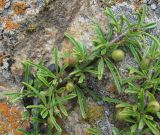 Rhamnus tortuosa