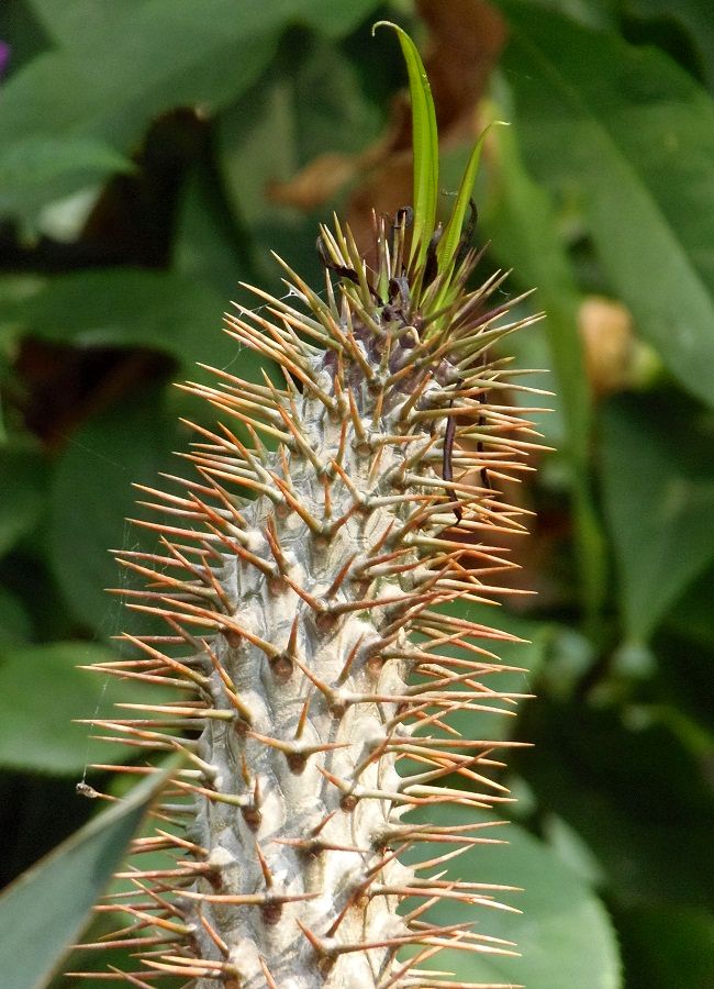 Image of Pachypodium lamerei specimen.