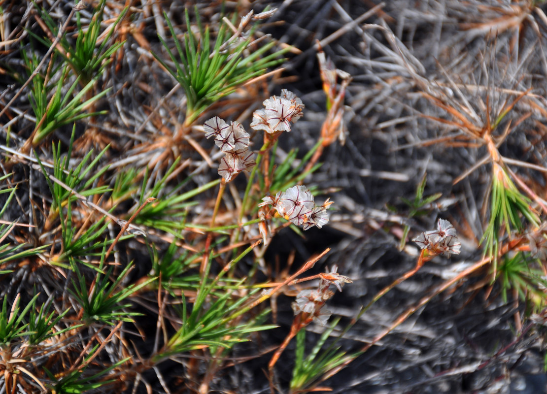 Image of genus Acantholimon specimen.