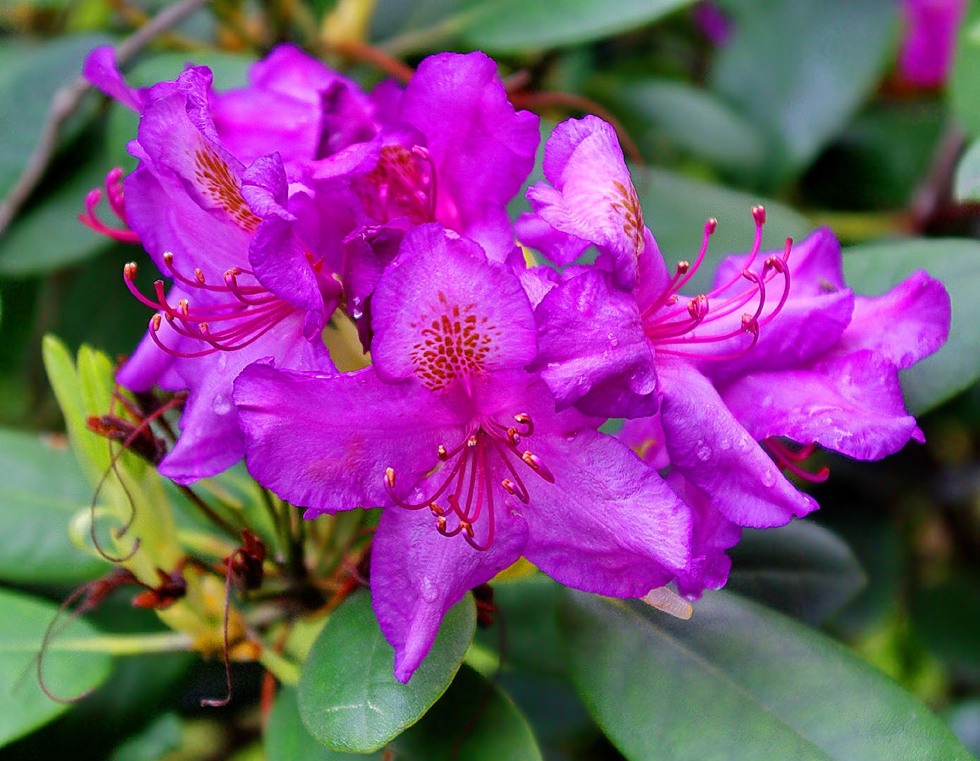 Image of genus Rhododendron specimen.