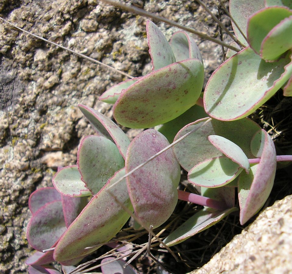 Image of Hylotelephium stepposum specimen.