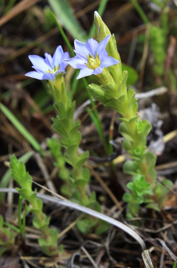 Image of Gentiana riparia specimen.