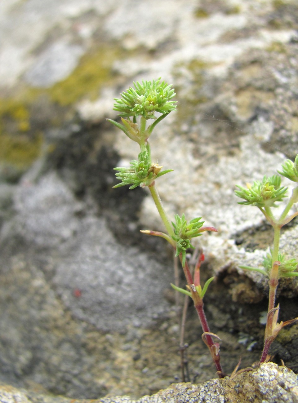 Image of Scleranthus annuus specimen.